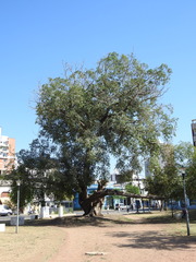 Ficus retusa