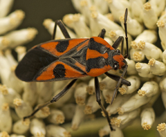 Spilostethus pacificus