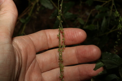 Monococcus echinophorus