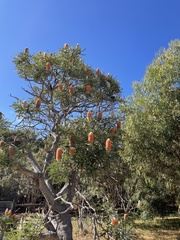 Banksia prionotes
