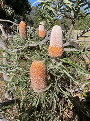 Banksia prionotes