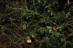 Monococcus echinophorus