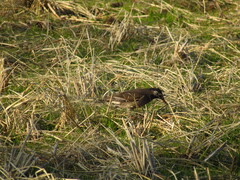 Spodiopsar cineraceus