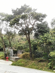 Machilus chekiangensis