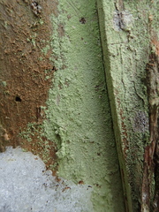 Chaenotheca stemonea