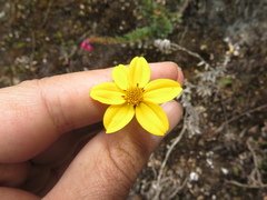 Bidens triplinervia