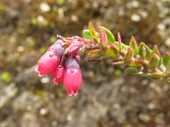 Vaccinium floribundum