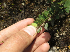Vaccinium floribundum