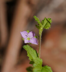 Veronica calycina