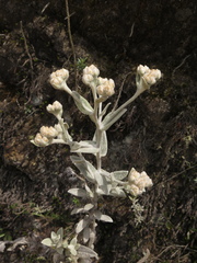 Achyrocline crassiceps