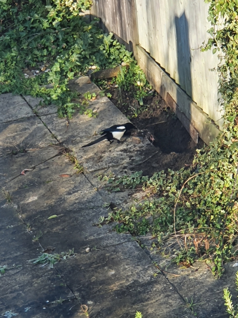 Eurasian Magpie In January 2023 By Matilda Pondscum INaturalist   Large 