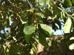Ficus retusa