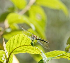 Synthemis eustalacta
