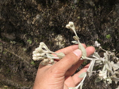 Achyrocline crassiceps