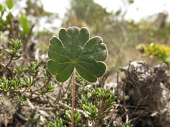 Geranium santanderiense