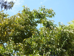 Angiospermae