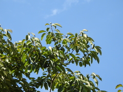 Angiospermae