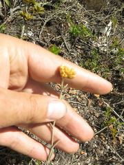 Achyrocline lehmannii