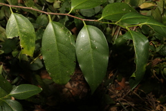 Celtis paniculata