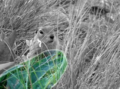 Saussurea pseudotilesii