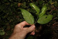 Celtis paniculata