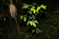 Celtis paniculata