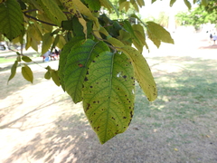Angiospermae
