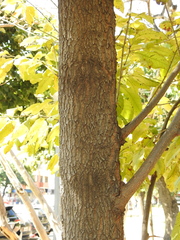 Angiospermae
