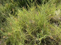 Distichlis distichophylla