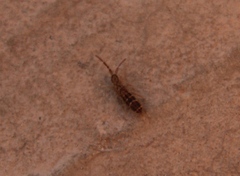 Orchesella