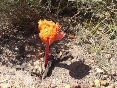 Haemanthus sanguineus