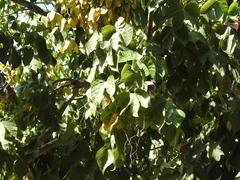 Firmiana simplex