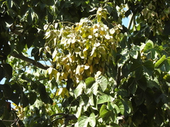 Firmiana simplex
