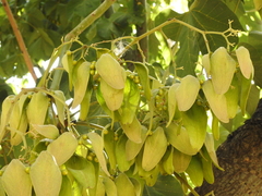 Firmiana simplex
