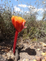 Haemanthus sanguineus