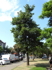 Angiospermae