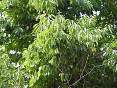Angiospermae