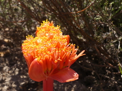 Haemanthus sanguineus
