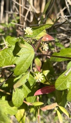 Alternanthera flavescens
