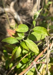 Alternanthera flavescens