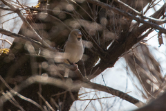 Coccothraustes coccothraustes