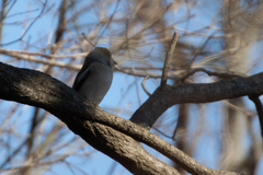 Coccothraustes coccothraustes