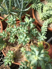 Sedum pachyphyllum
