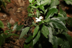 Pseuderanthemum tenellum