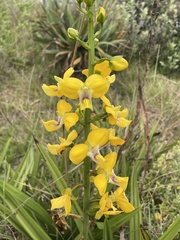 Eulophia speciosa