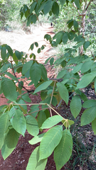 Aesculus parviflora