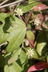 Alternanthera flavescens