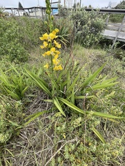 Eulophia speciosa