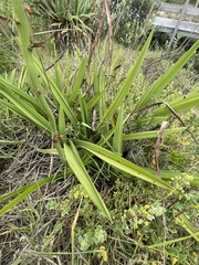 Eulophia speciosa