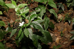 Pseuderanthemum tenellum